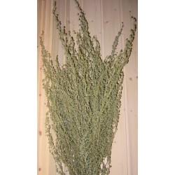 Dried Artemesia (Artemisia, Silver King, Wormwood)