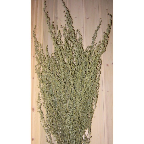 Dried Artemesia (Artemisia, Silver King, Wormwood) Dried Artemesia (Artemisia, Silver King, Wormwood)