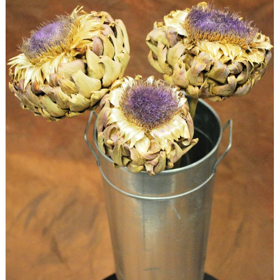 Dried Artichoke Blooms on Stem