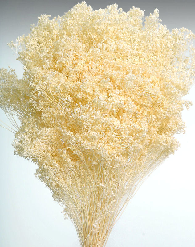 Dried Babys Breath (Dried Gypsophila) Natural Brown Color