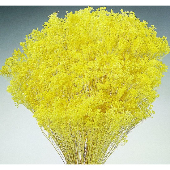 Dried Babys Breath Colors - Dried Gypsophila For Sale