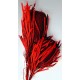 Dried Banksia Hookeriana Flowers with dyed leaves Dried Banksia Hookeriana Flowers with dyed leaves