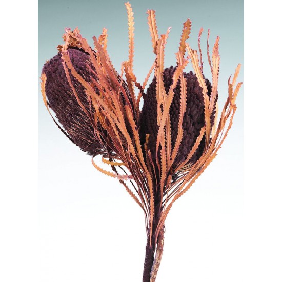Dried Banksia Hookeriana Flowers with dyed leaves Dried Banksia Hookeriana Flowers with dyed leaves