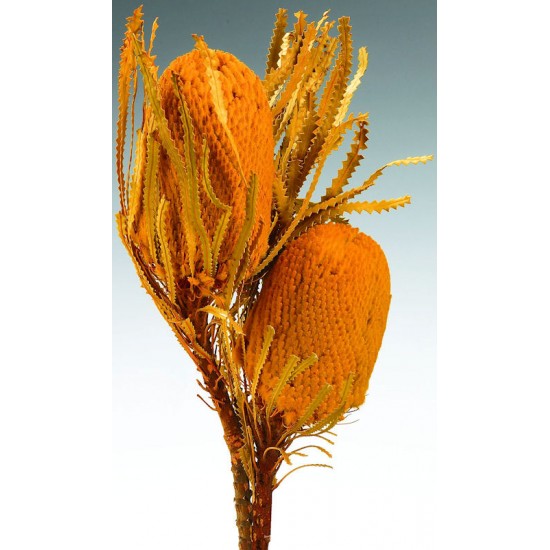 Dried Banksia Hookeriana Flowers with dyed leaves