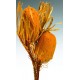 Dried Banksia Hookeriana Flowers with dyed leaves Dried Banksia Hookeriana Flowers with dyed leaves