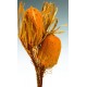 Dried Banksia Hookeriana Flowers with dyed leaves