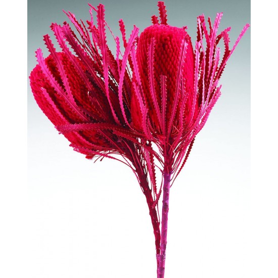 Dried Banksia Hookeriana Flowers with dyed leaves