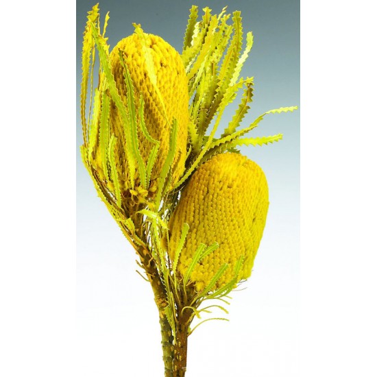 Dried Banksia Hookeriana Flowers with dyed leaves