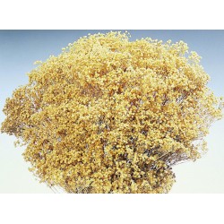 Dried Natural Bloom Broom Flowers - Brooms Bloom