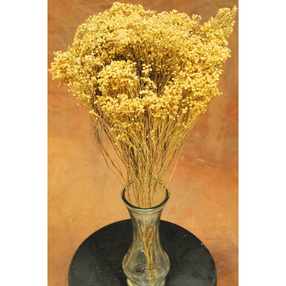 Dried Blooms Broom Flowers Brooms Bloom for sale