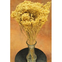 Dried Natural Bloom Broom Flowers - Brooms Bloom