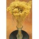 Dried Natural Bloom Broom Flowers - Brooms Bloom