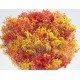 Dried Broom Bloom Flowers - Colors