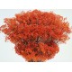 Dried Broom Bloom Flowers - Colors