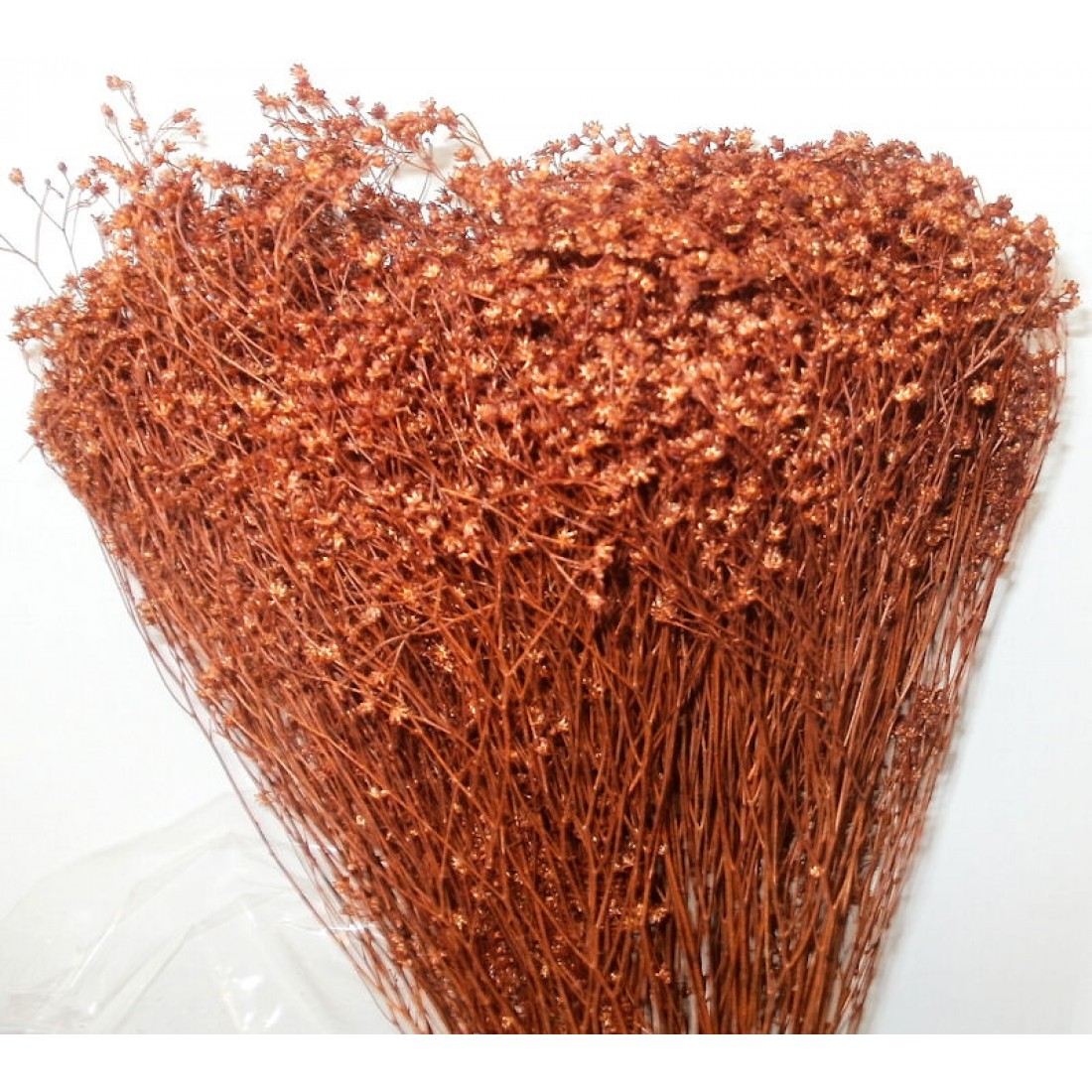 Dried Broom Bloom Flowers Bloom Broom Colors