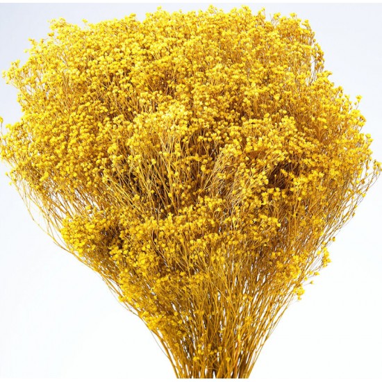 Dried Broom Bloom Flowers - Colors