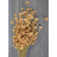 Dried Brazilian Hill Flowers - Natural