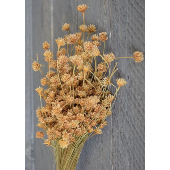 Dried Brazilian Hill Flowers - Natural