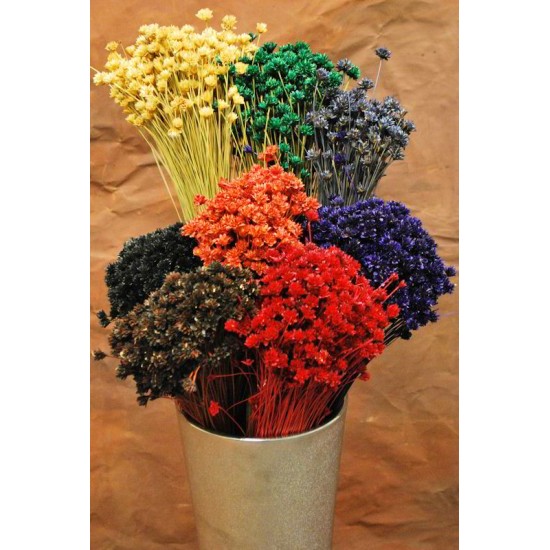 Dried Brazilian Hill Flowers - Other Colors