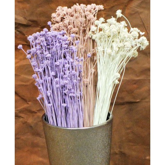 Dried Brazilian Hill Flowers - Natural Dried Brazilian Hill Flowers - Natural