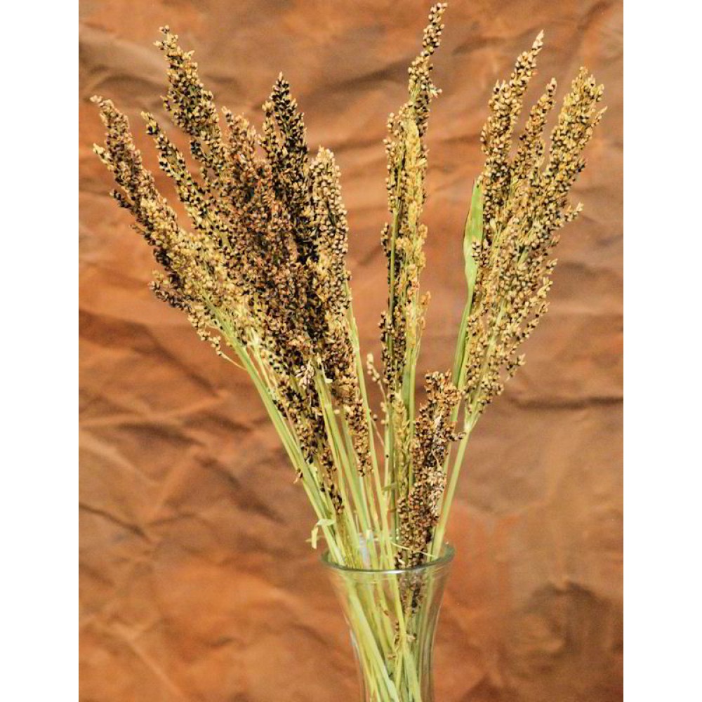 Dried Broom Corn Broom Corn for Sale