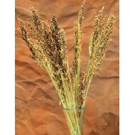 Dried Broom Corn - Decorative Red