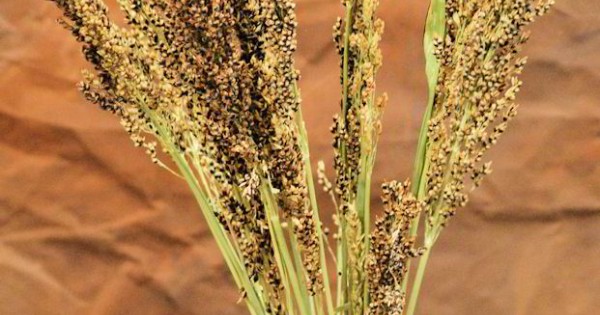 Dried Broom Corn - Broom Corn for Sale