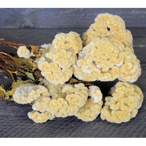 Dried Wheat, Dried Flowers, Home Decor, Dried Decorations, Curious