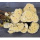 Dried Celosia Cockscomb - Coxcomb