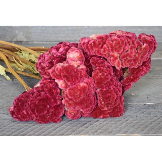 Dried Celosia Cockscomb - Coxcomb