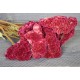 Dried Celosia Cockscomb - Coxcomb