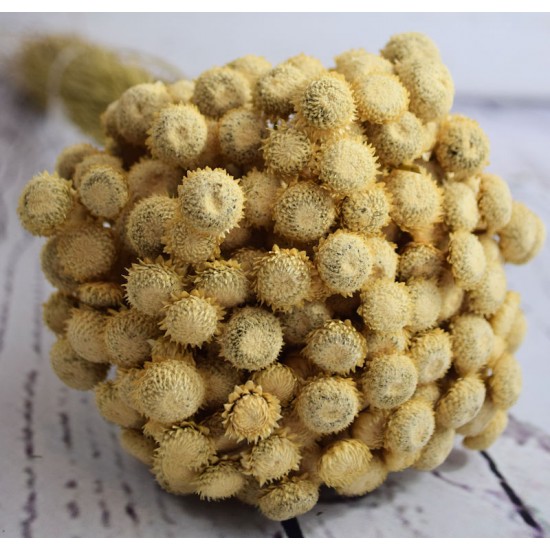 Dried Diamond Button Flowers Dried Diamond Button Flowers