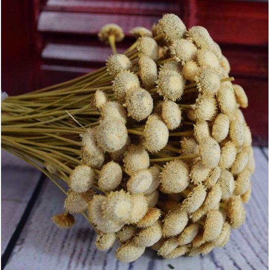 Dried Diamond Button Flowers Dried Diamond Button Flowers