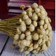 Dried Diamond Button Flowers Dried Diamond Button Flowers