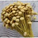 Dried Diamond Button Flowers Dried Diamond Button Flowers