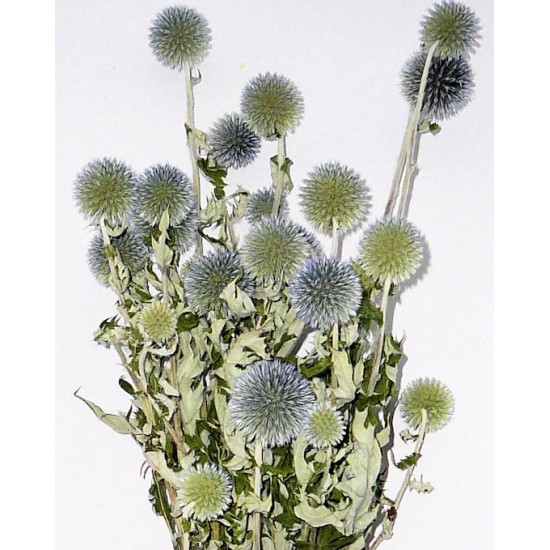 Dried Echinops Bunch (Globe Thistle)