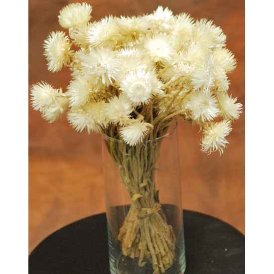 Dried Everlasting Flowers - Natural Helichrysum