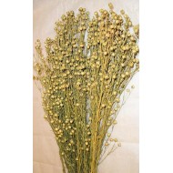 Dried Flax Bunch - Linum Bunch