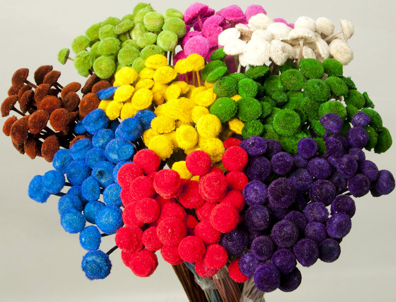 Dried Floral Button Flowers - Colors