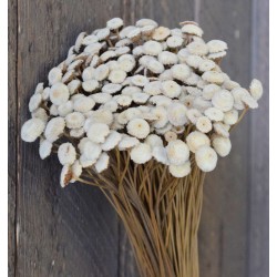 Dried Floral Button Flowers - Natural Color