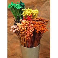 Dried Floral Button Flowers - Colors