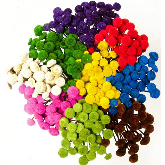 Dried Floral Button Flowers - Colors