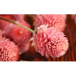 Dried Globe Amaranth - Hot Pink