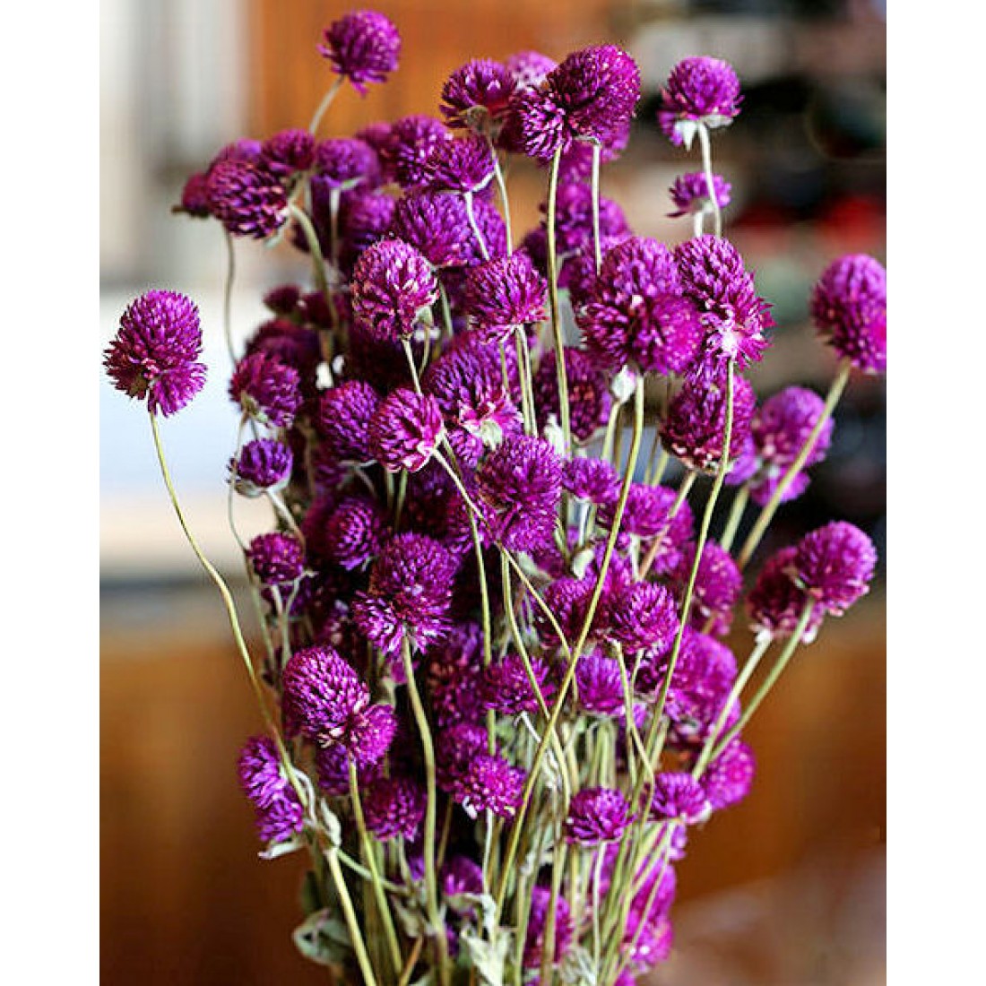 Dried Globe Amaranth Purple Amaranthus