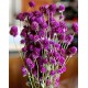 Dried Globe Amaranth - Purple