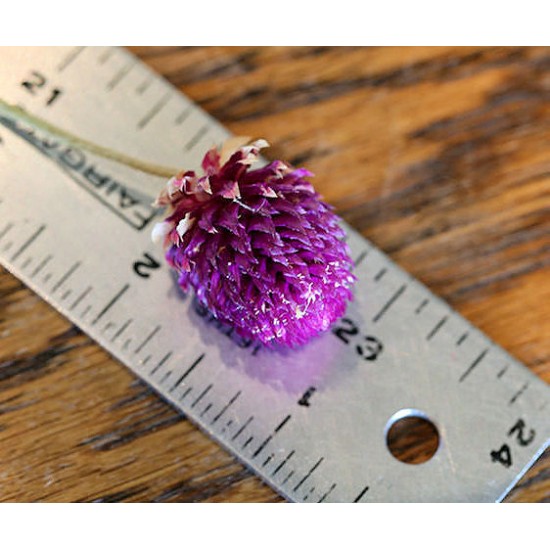 Dried Globe Amaranth - Purple