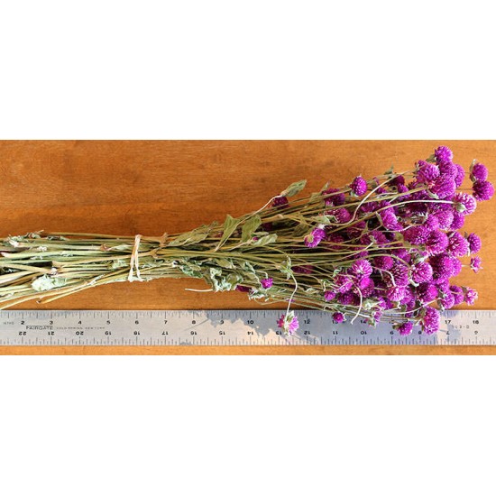 Dried Globe Amaranth - Purple