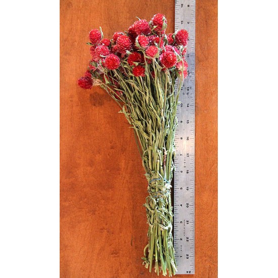 Dried Globe Amaranth - Red