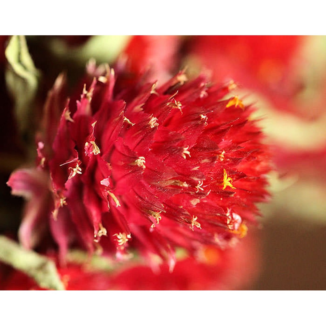 Dried Globe Amaranth Red Amaranthus