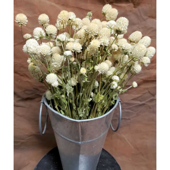 Dried Globe Amaranth - White